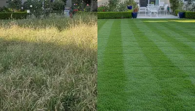 Before and after lawn mowing showing grass transformation by Chop Chop Landscaping in Los Angeles, CA