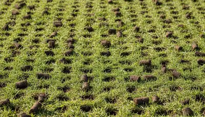 Close-up of soil core plugs after lawn aeration on Los Angeles, CA turf by professional landscapers
