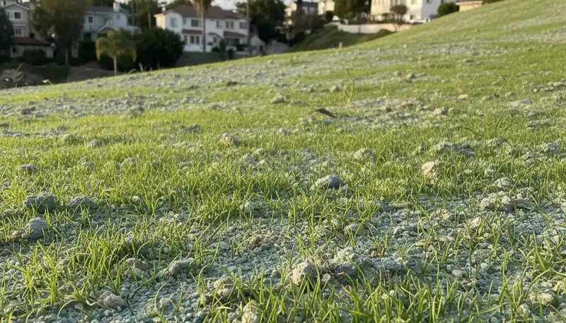 Hydroseeded grass seedlings germinating in Los Angeles, CA lawn by Chop Chop Landscaping